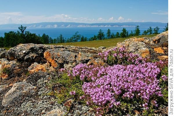 чабрец (тимьян) в скалистой местности