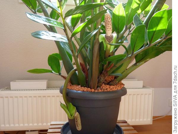 Цветение замиокулькаса. Фото с просторов Интернета