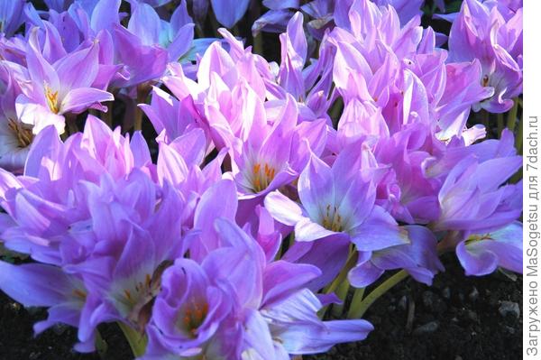 Безвременник киликийский (Colchicum cilicicum) в момент цветения