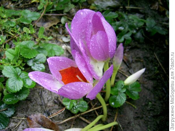 Безвременник византийский (Colchicum byzantinum) в период цветения