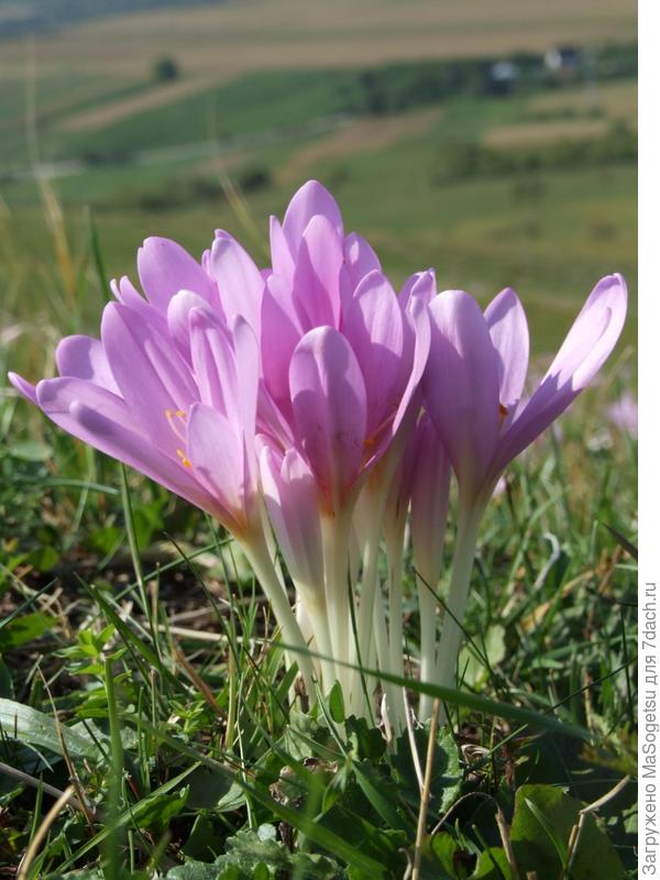 Безвременник осенний (Сolchicum autumnale) в период цветения