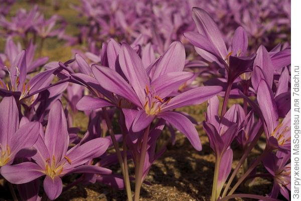 Безвременник великолепный (Colchicum speciosum) в момент цветения