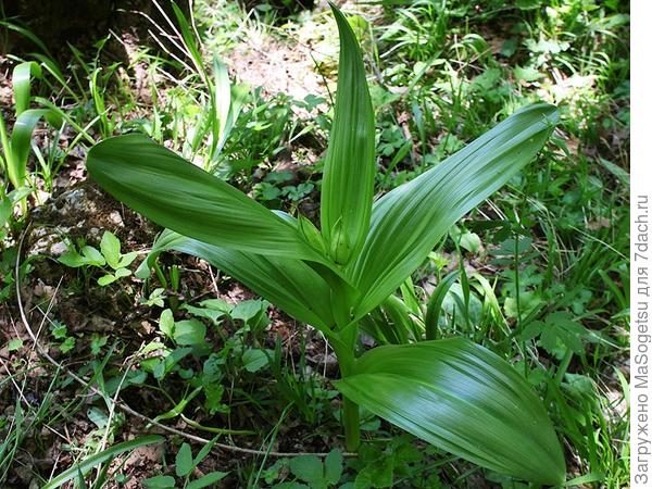 Безвременник великолепный (Colchicum speciosum) в период роста листьев