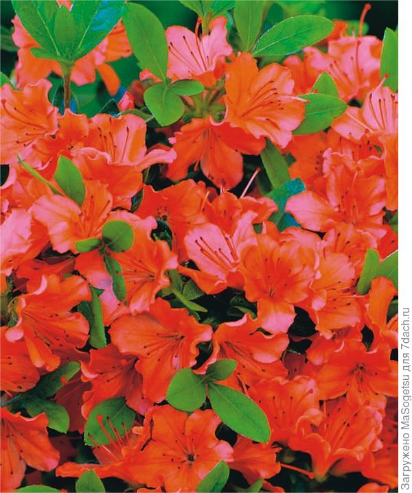 Азалия японская (Azalea japonica) Geisha Orange