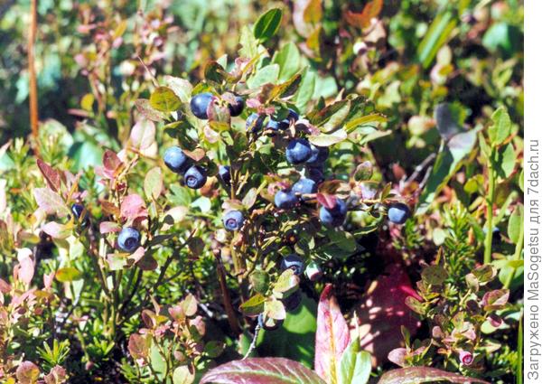 черника обыкновенная (Vaccinium myrtillus)