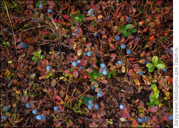 Черника обыкновенная (Vaccinium myrtillus) вид сверху