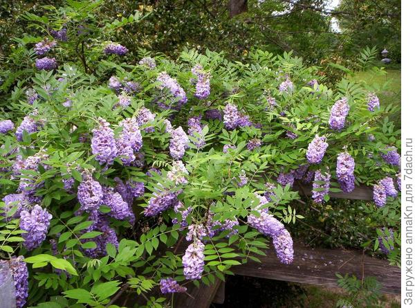 Глициния кустарниковая (Wisteria frutescens)