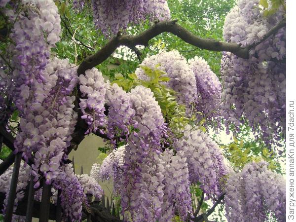 Глициния прекрасная (Wisteria venusta)