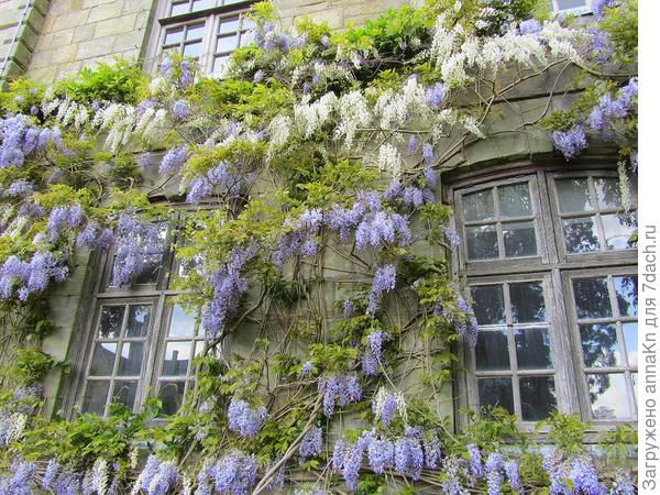 Глициния японская (Wisteria japonica)