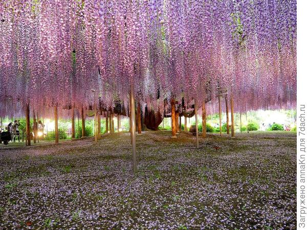 Многоцветковая глициния (Wisteria floribunda)