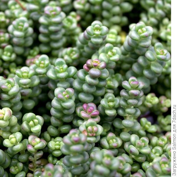 Sedum globosum Old Man Bones. Фото с сайта loghouseplants.com