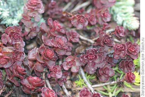 Sedum spurium `Voodoo`. Фото с сайта powellgardens.wordpress.com