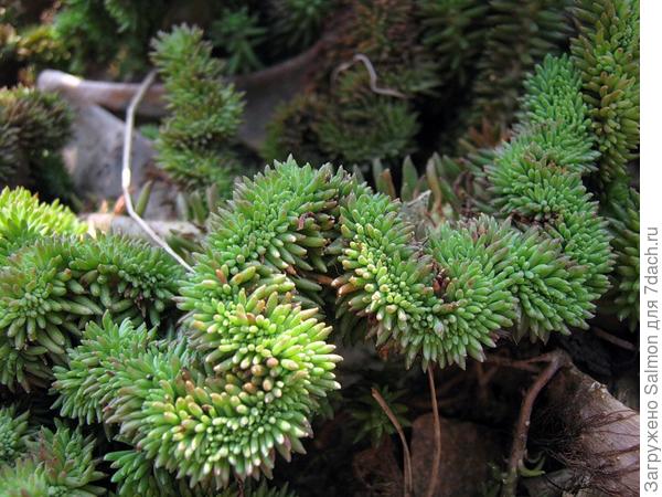 Sedum reflexum f.cristata