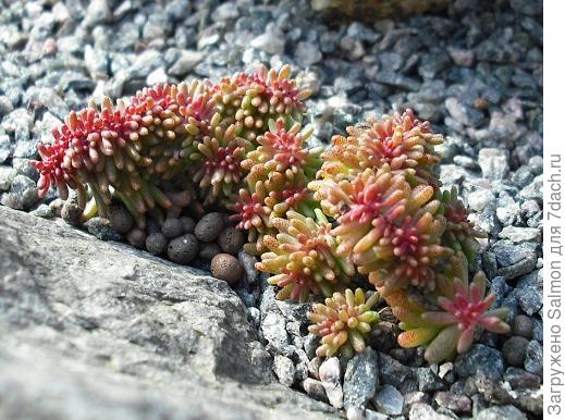 Sedum album cristata