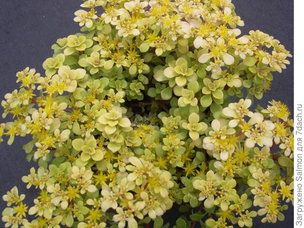 Sedum makinoi Ogon. Фото с сайта www.sedumphotos.net