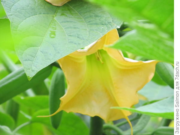 Brugmansia aurea