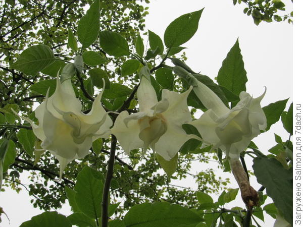 Brugmansia x candida Double White