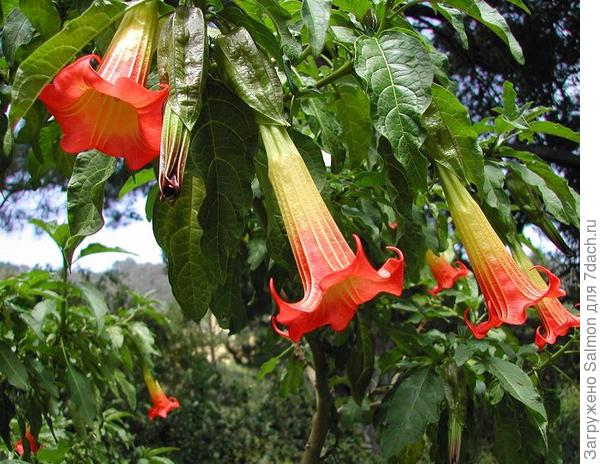 Brugmansia sanguinea