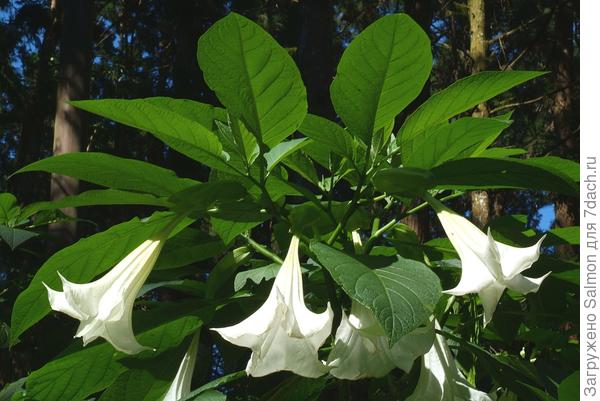 Бругмансия душистая (Brugmansia suaveolens). Фото с сайта cmuscmr.cmu.edu.tw