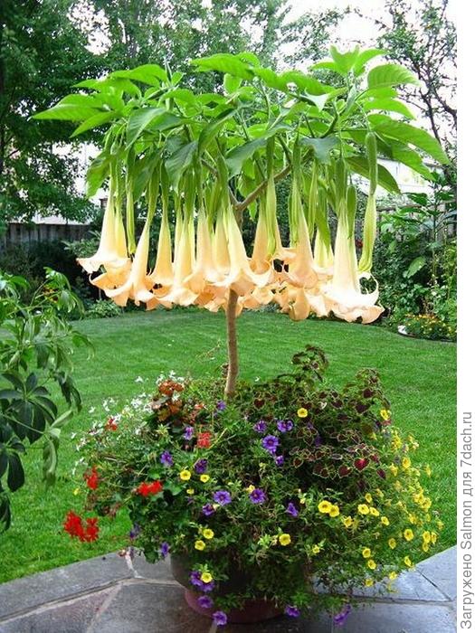 Бругмансия в озеленении. Фото с сайта liveinternet.ru