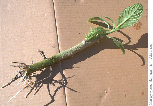 Укорененный черенок бругмансии