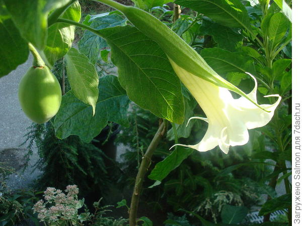 Бругмансия древовидная Brugmansia arborea