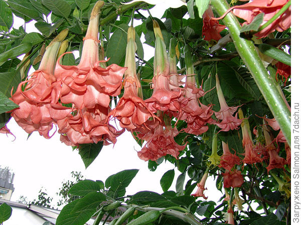 Brugmansia Salmon perfection