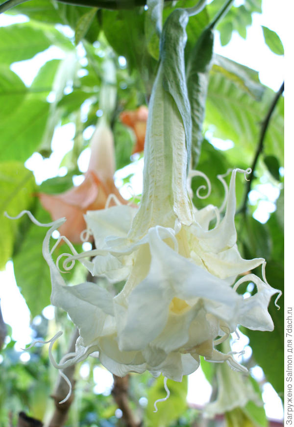 Brugmansia Summer magic