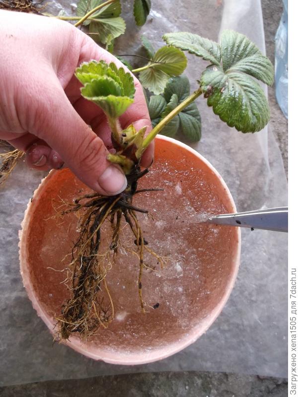 Саженец садовой земляники