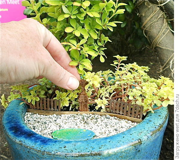Мини-сад в горшке