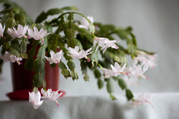 Декабрист, или зигокактус