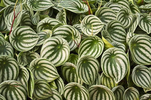 Пеперомия Watermelon