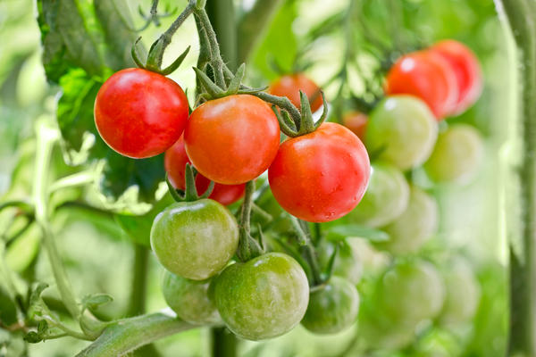 Регуляторы роста синтезируются в одном из органов растения