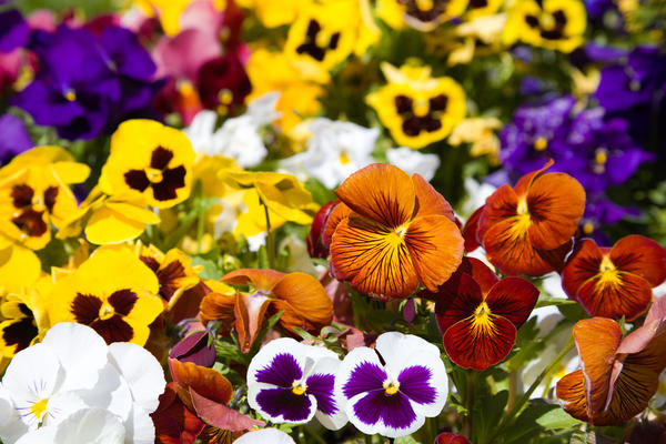 Фиалка Виттрока (Viola wittrockiana)