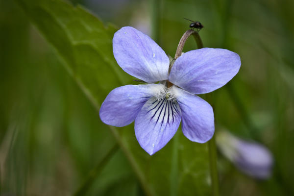 Фиалка собачья (Viola canina)