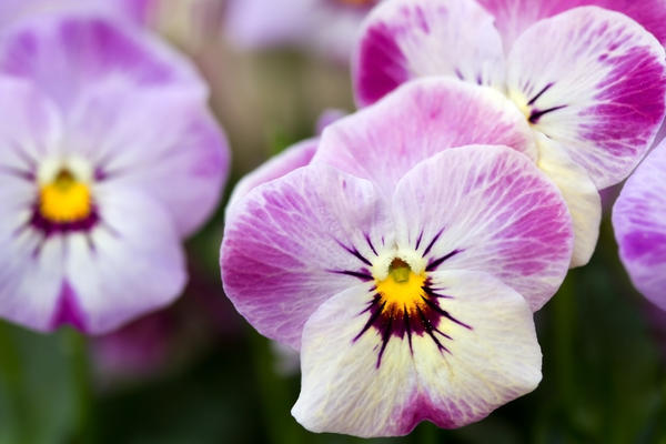 Viola hybrida (x cornuta)