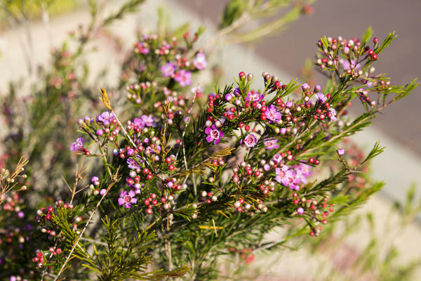 Хамелауциум крючковатый (Chamelaucium uncinatum), Западная Австралия