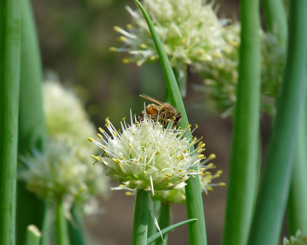 Пчела на цветущем репчатом луке