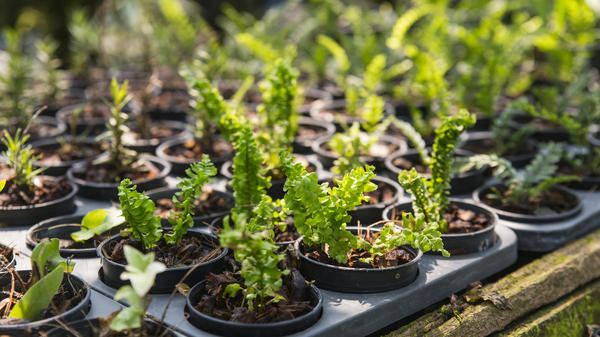 Нефролепсис возвышенный (Nephrolepis exaltata)