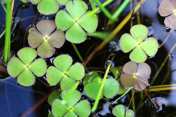 Марсилия четырехлистная (Marsilea quadrifolia)