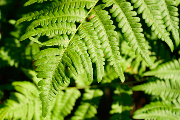 Орляк обыкновенный (Pteridium aquilinum)