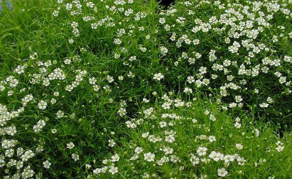 Мшанка шиловидная. Фото с сайта http://www.wwgreenhouses.com/