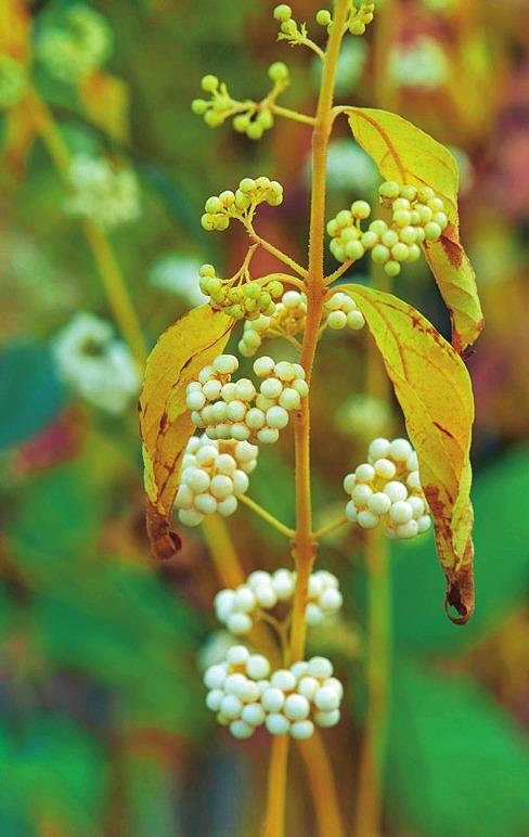 Красивоплодник белоплодный (Callicarpa albibaccata)