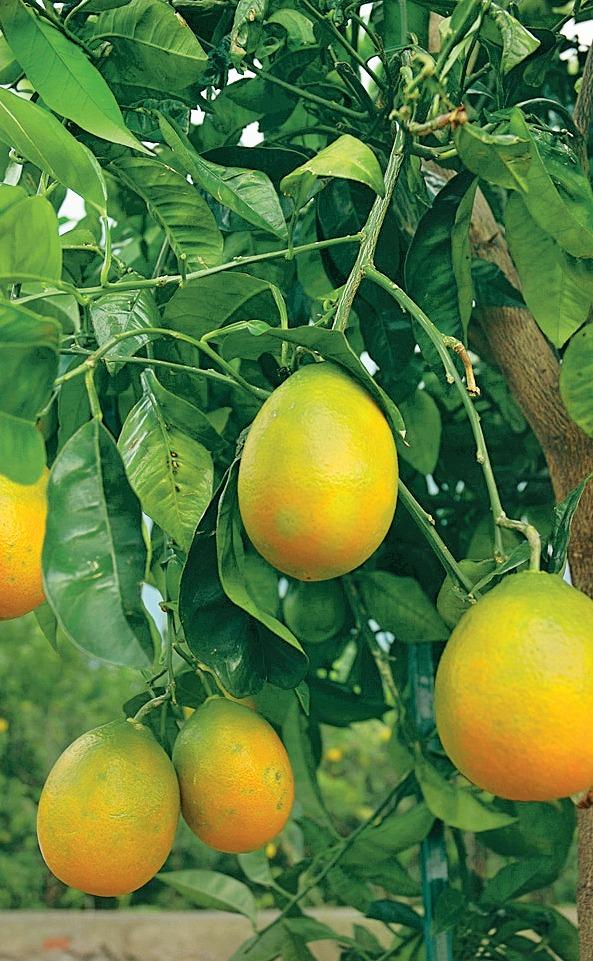 Апельсин Ovale Calabrese