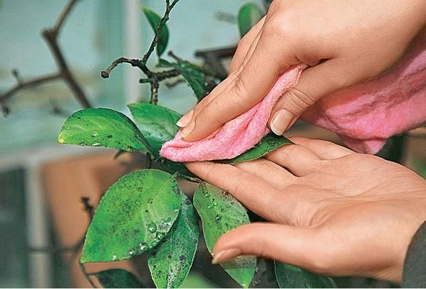 Протрите листья мягкой тканью