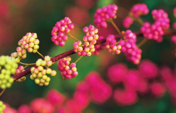 Красивоплодник японский (Callicarpa japonica)