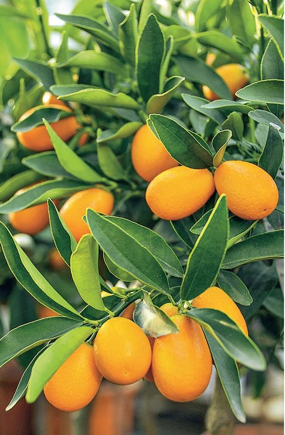 Кумкват (Fortunella margarita)