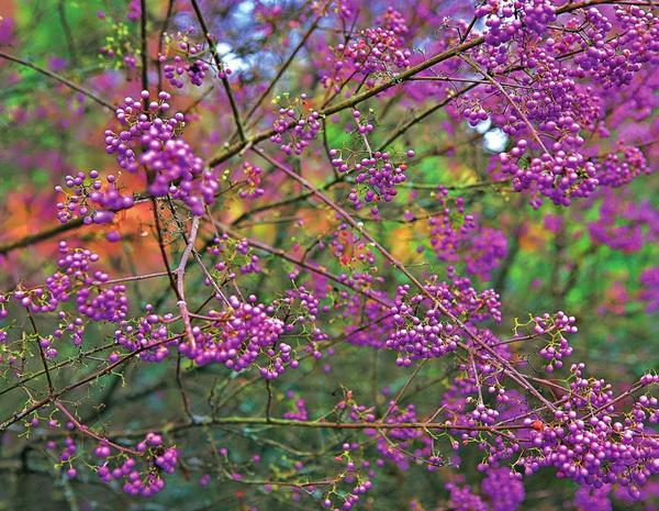 Красивоплодник американский (Callicarpa americana)