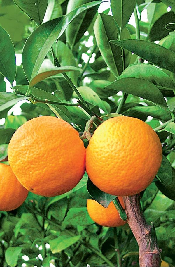 Апельсин Vainiglia