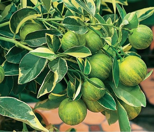 Лимон обыкновенный (Citrus limon) Variegata